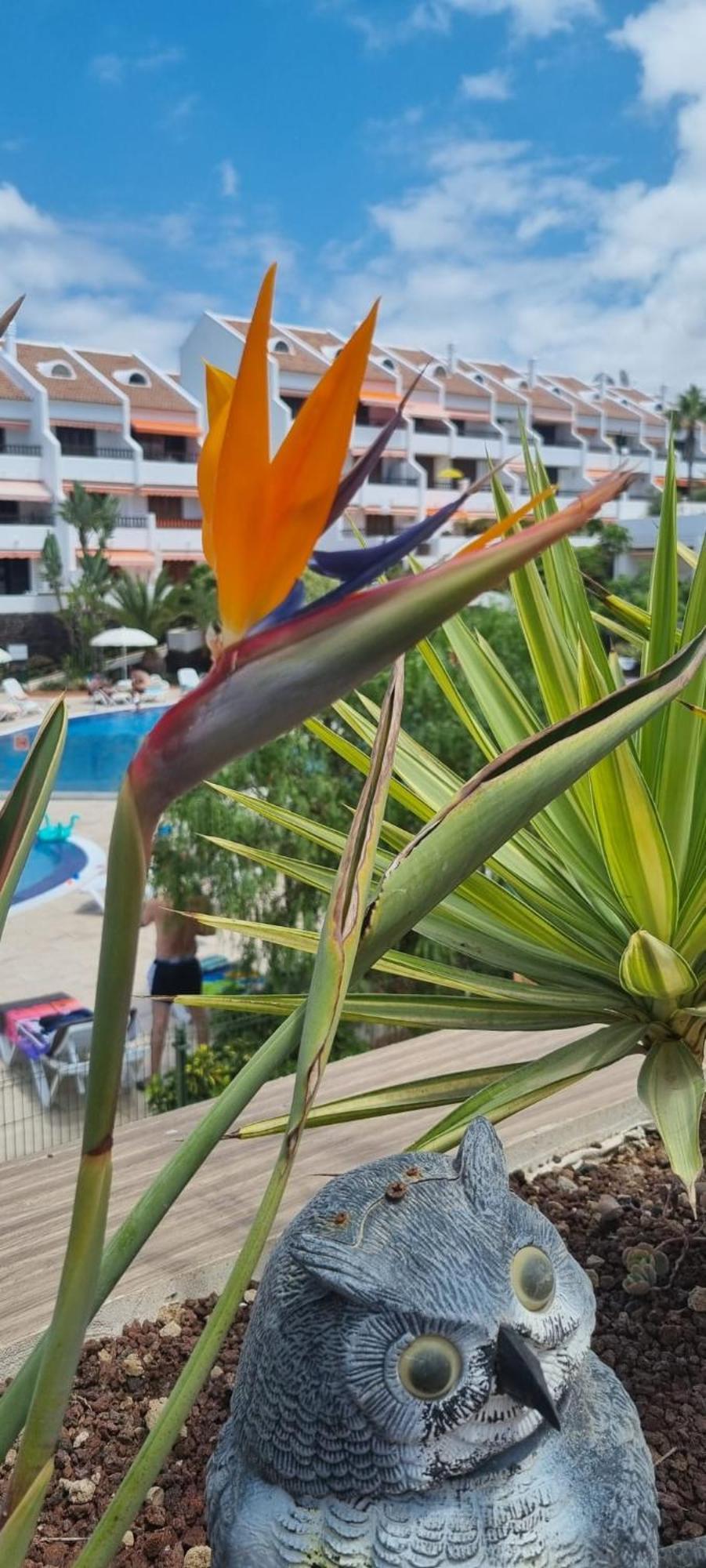 Parque Santiago I Stunning Brand New Apt 2 Bedroom Playa De Las Americas المظهر الخارجي الصورة